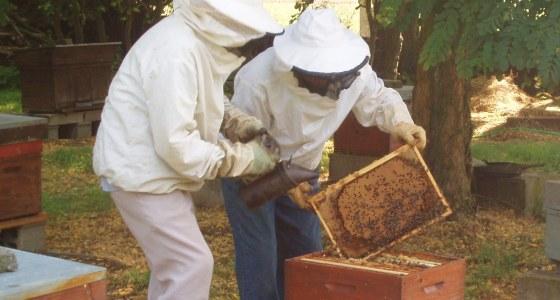 Les producteurs de miel souhaiterait un suivi long terme des colonies d'abeilles pour avancer dans l'identification des causes de leur disparition.