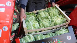 Le chou-fleur est le produit emblématique de la Sica Saint-Pol-de-Léon avec une production de 70 000 tonnes par an.