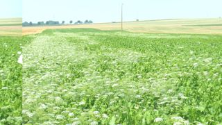 Le nombre de molécules herbicides disponibles sur betterave va diminuer à partir de 2025, notamment pour lutter contre les ombellifères.