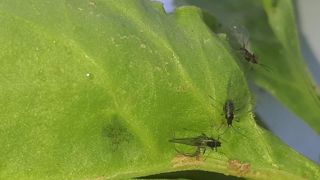 La durée des vols de pucerons, pourrait être de 89 jours, soit 10 jours de plus qu'en 2023, ce qui impliquera une période de surveillance et de protection relativement longue, tout particulièrement en cas de semis tardifs, de levées ou de développements végétatifs échelonnés.