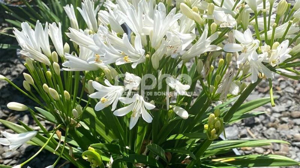 Agapanthus africanus Nina® White 'Monsapho'.