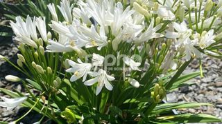 Agapanthus africanus Nina® White 'Monsapho'. Agapanthus africanus Nina® White 'Monsapho'.