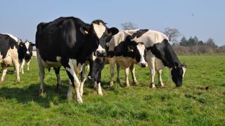 Pour assurer le rendement des prairies, Opti'Pâture insiste sur l'importance du déprimage. Une manière de favoriser le tallage des graminées et l'implantation des stolons. Pour assurer le rendement des prairies, Opti'Pâture insiste sur l'importance du déprimage. Une manière de favoriser le tallage des graminées et l'implantation des stolons.