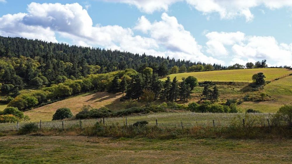 Paysage champs