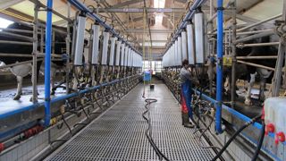 Au nord de l'Allemagne, la grosse coopérative allemande DMK a un prix moyen 12 mois parmi les plus faibles d'Europe.