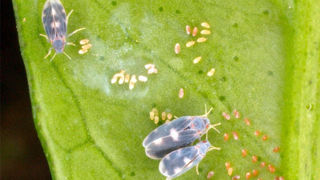 L’aleurode épineux du citronnier est un petit insecte qui mange un grand nombre d’espèces végétales. L’aleurode épineux du citronnier est un petit insecte qui mange un grand nombre d’espèces végétales.