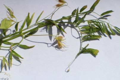 Stress hydrique sur lentille