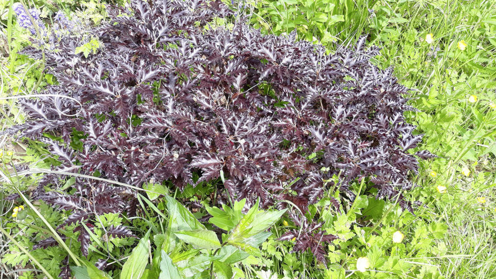 Fagus sylvatica 'Rohan Weeping'.