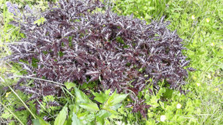 Fagus sylvatica 'Rohan Weeping'. Fagus sylvatica 'Rohan Weeping'.