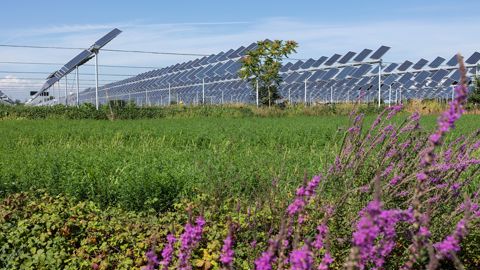 La publication du décret concernant les conditions d'installation des projets agrivoltaïques est attendue « dans les tout prochains jours ». La publication du décret concernant les conditions d'installation des projets agrivoltaïques est attendue « dans les tout prochains jours ».