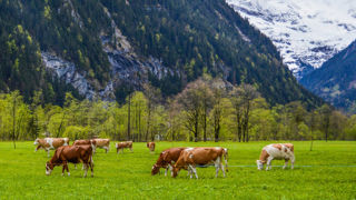 Les négociations de ce côté des Alpes ne sont pas sans remous. Les négociations de ce côté des Alpes ne sont pas sans remous.
