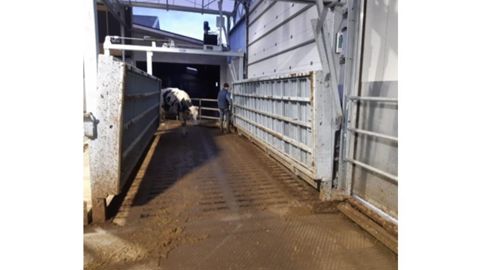 Les vaches passent pour accéder à la salle de traite puis pour le retour vers l’aire de vie. Le sol est sur fosse caillebotis.
