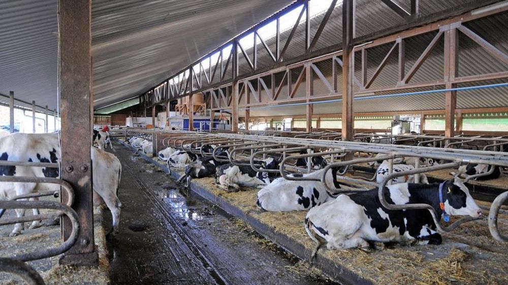 Batiment vaches laitières