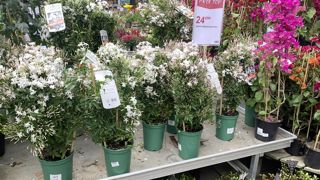 Dans un contexte de forte inflation, de baisse du marché de l’immobilier et de conditions climatiques peu favorables, les ventes de produits pour le jardin ont été tendues en 2023. Les promotions sont plus recherchées par les consommateurs.