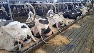 De juin à novembre 2021 et de mai à septembre 2022, chez Bruno et Erwan Calle, Oniris a comparé le comportement de 60 vaches dotée d’un matelas Aquaclim à leurs congénères en matelas classique. En traite robotisée et zéro pâturage, chacune est suivi en continu grâce à cinq caméras couplées à une intelligence artificielle. Leur locomotion est régulièrement notée. Enfin, un tiers des vaches porte un thermobolus pour mesurer la température ruminale. De juin à novembre 2021 et de mai à septembre 2022, chez Bruno et Erwan Calle, Oniris a comparé le comportement de 60 vaches dotée d’un matelas Aquaclim à leurs congénères en matelas classique. En traite robotisée et zéro pâturage, chacune est suivi en continu grâce à cinq caméras couplées à une intelligence artificielle. Leur locomotion est régulièrement notée. Enfin, un tiers des vaches porte un thermobolus pour mesurer la température ruminale.