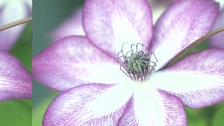 Clematis 'Lavallée' N°1. Clematis 'Lavallée' N°1.