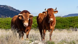 Très impactée par la sécheresse en 2022 et 2023, l'Espagne a vu son cheptel bovin reculer de 2 % en 2023. Très impactée par la sécheresse en 2022 et 2023, l'Espagne a vu son cheptel bovin reculer de 2 % en 2023.