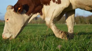 Les lésions podales sont la troisième maladie en élevage laitier