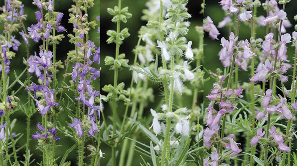 Salvia jurisicii ‘Juris’. Salvia jurisicii ‘Juris’.