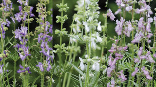 Salvia jurisicii ‘Juris’. Salvia jurisicii ‘Juris’.