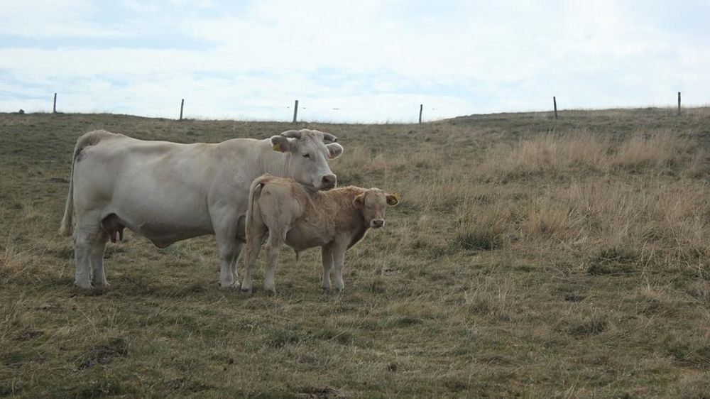Charolais