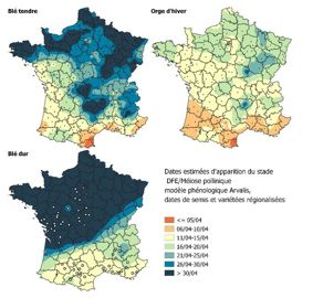 Dates estimées d’apparition du stade Dernière Feuille Etalée  méiose pollinique pour différentes céréales d'hiver