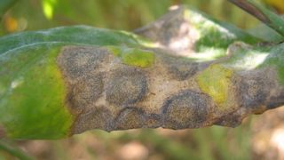 Mycosphaerella est plus particulièrement observée en façade océanique du Nord-Ouest de la France.