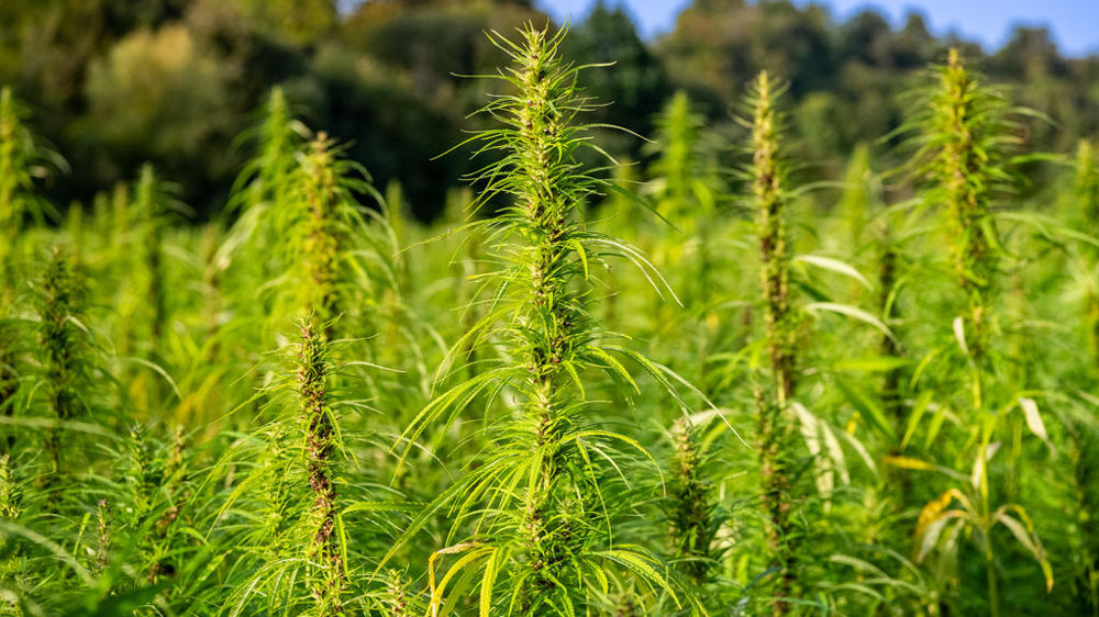 Le montant unitaire de l'aide à la production de chanvre est fixé à 81 euros pour 2023.