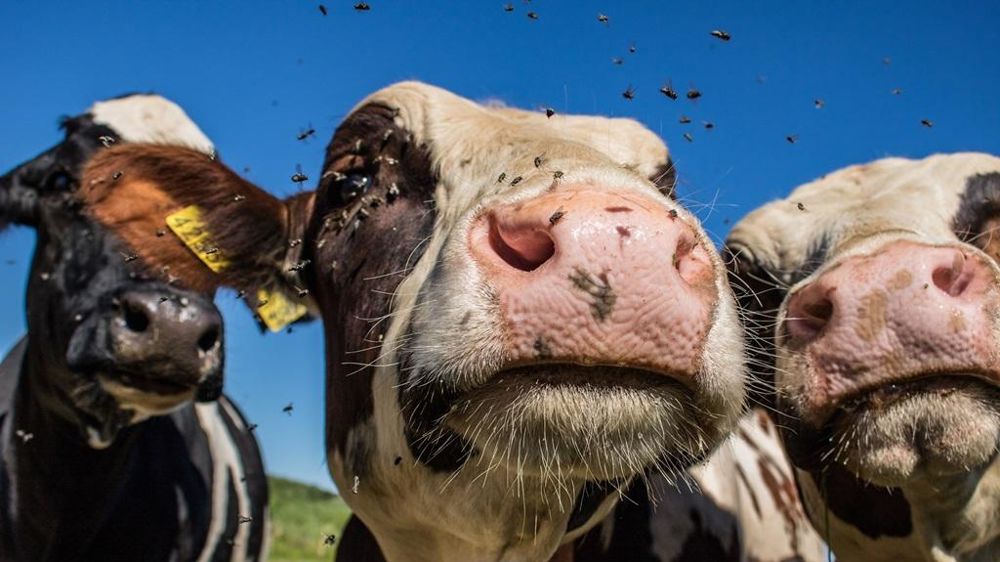 Vaches en pâture avec des mouches Vaches en pâture avec des mouches