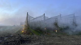 Les arboriculteurs préparent les bougies et les tours antigel face aux risques importants. Les arboriculteurs préparent les bougies et les tours antigel face aux risques importants.