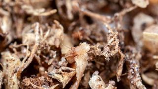 Stratiolaelaps scimitus, acarien prédateur terricole.