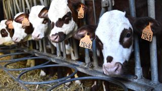 Les chercheurs de l'Inrae ont montré que les veaux devaient recevoir suffisamment de lait pour être bien et en bonne santé.