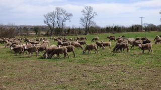 L’ambition du projet pédagogique est d’emmener des jeunes de tous niveaux « voir des moutons ». L’ambition du projet pédagogique est d’emmener des jeunes de tous niveaux « voir des moutons ».