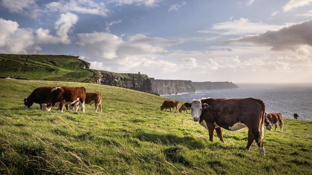 Vache Hereford en Irlande Vache Hereford en Irlande