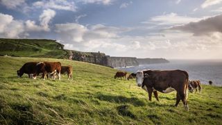 Le ministère de l'agriculture d'Irlande du Nord propose des primes pour les éleveurs parvenant à avancer l'âge d'abattage des bovins de boucherie afin de réduire les émissions de carbone. Le ministère de l'agriculture d'Irlande du Nord propose des primes pour les éleveurs parvenant à avancer l'âge d'abattage des bovins de boucherie afin de réduire les émissions de carbone.