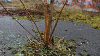 Jeudi 6 juin, à Dammarie-les-Lys (77), se tiendra la 38e Arborencontre sur le thème "Arborer à moindres frais, favoriser et accompagner la végétation spontanée". Jeudi 6 juin, à Dammarie-les-Lys (77), se tiendra la 38e Arborencontre sur le thème "Arborer à moindres frais, favoriser et accompagner la végétation spontanée".