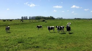 Quelles sont les conséquences de l'adaptation au changement climatique en élevages laitiers ? Quelles sont les conséquences de l'adaptation au changement climatique en élevages laitiers ?