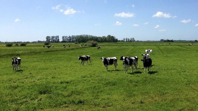 Quelles sont les conséquences de l'adaptation au changement climatique en élevages laitiers ? Quelles sont les conséquences de l'adaptation au changement climatique en élevages laitiers ?