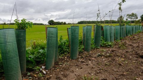 "Si replanter des haies là où elles ont disparu est une avancée écologique indéniable, protéger les haies anciennes là où elles subsistent devrait être une priorité absolue".