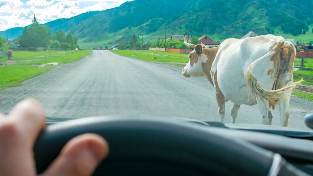 Il ne suffit donc pas qu'un fait se soit produit, comme la divagation d'animaux, mais il faut qu'une faute ait été commise.