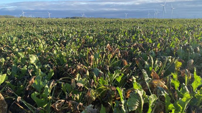En fin de campagne, certaines parcelles présentaient de nombreux symptômes de cercosporiose.