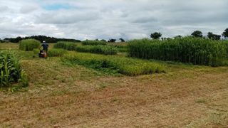 Récolte du premier cycle de l’essai sur les graminées multicoupes mis en place en 2021 sur la Ferme expérimentale des Bordes (Indre) dans le cadre de Cap protéines. Récolte du premier cycle de l’essai sur les graminées multicoupes mis en place en 2021 sur la Ferme expérimentale des Bordes (Indre) dans le cadre de Cap protéines.