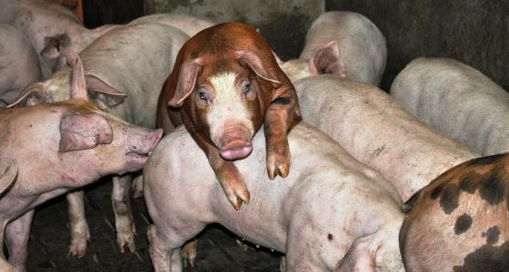 Cochon heureux