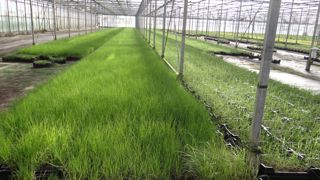 L’entreprise Vegobel à Duffel utilise une méthode de culture permettant d’optimiser au maximum l’espace utilisé.