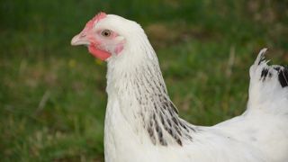 Les poules rougissent en fonction de leur état émotionnel, a annoncé une équipe de chercheurs de l'Inrae. Les poules rougissent en fonction de leur état émotionnel, a annoncé une équipe de chercheurs de l'Inrae.