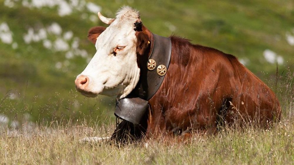 Vache avec une cloche