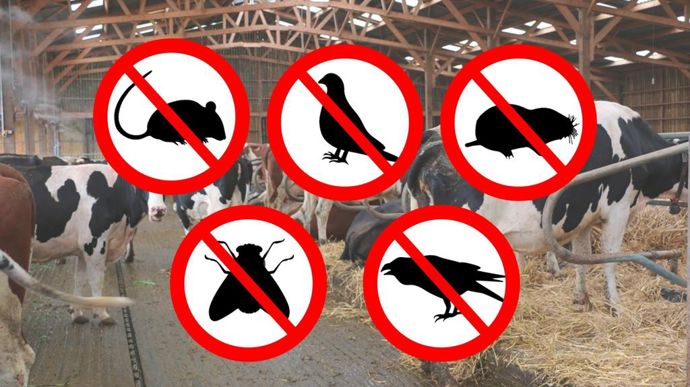 Par mesure de biosécurité, ou simplement pour arrêter de nourrir des animaux autres que ceux de votre troupeau, retrouvez des conseils d'experts pour lutter contre les nuisibles en élevage.