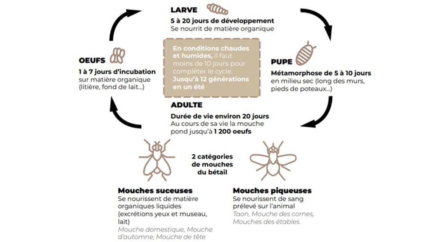 En finir avec les mouches en élevage bovin