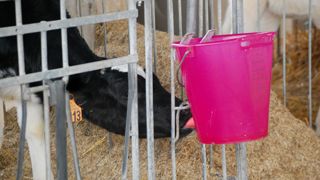 Plus de lait ne signifie pas moins de concentrés, à condition de donner accès à une eau de qualité.