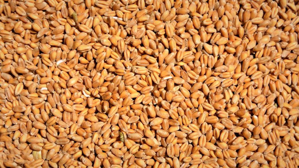 Grains de blé